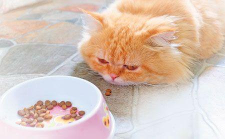 main-veterinary-persian-cat-boring-food-on-concrete-floor-shutterstock-570292510.jpg