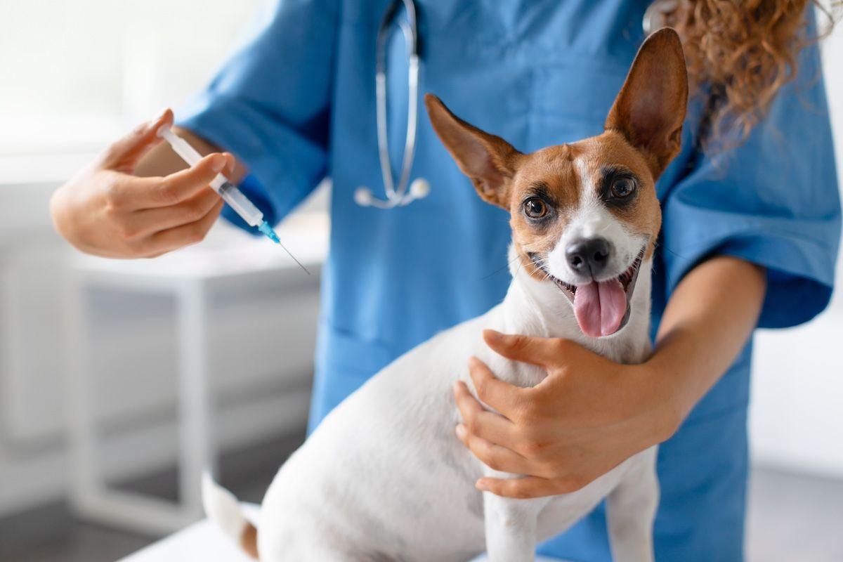 Boehringer Ingelheim acquires innovative pet therapeutics company