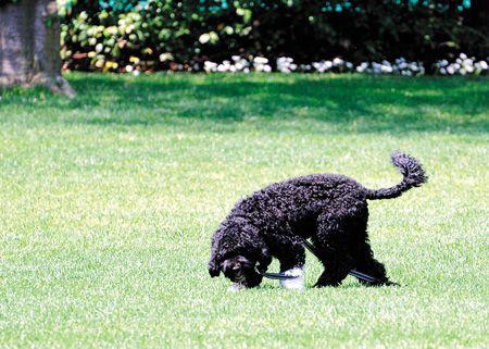 veterinary-first-dog-bo-walks-freely-on-the-south-Lawn-29141785_450.jpg