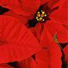 poinsettia-699869-1384218852554.jpg