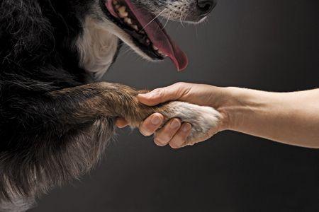 veterinary_Close-up-of-a-dog-shaking-hands-with-its-owner_57118629_getty_450.jpg