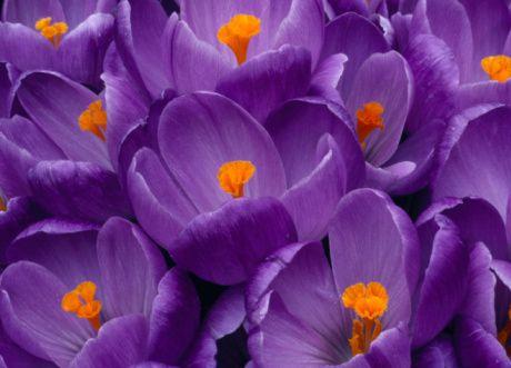 veterinary_crocus-663980-1384322147733.jpg