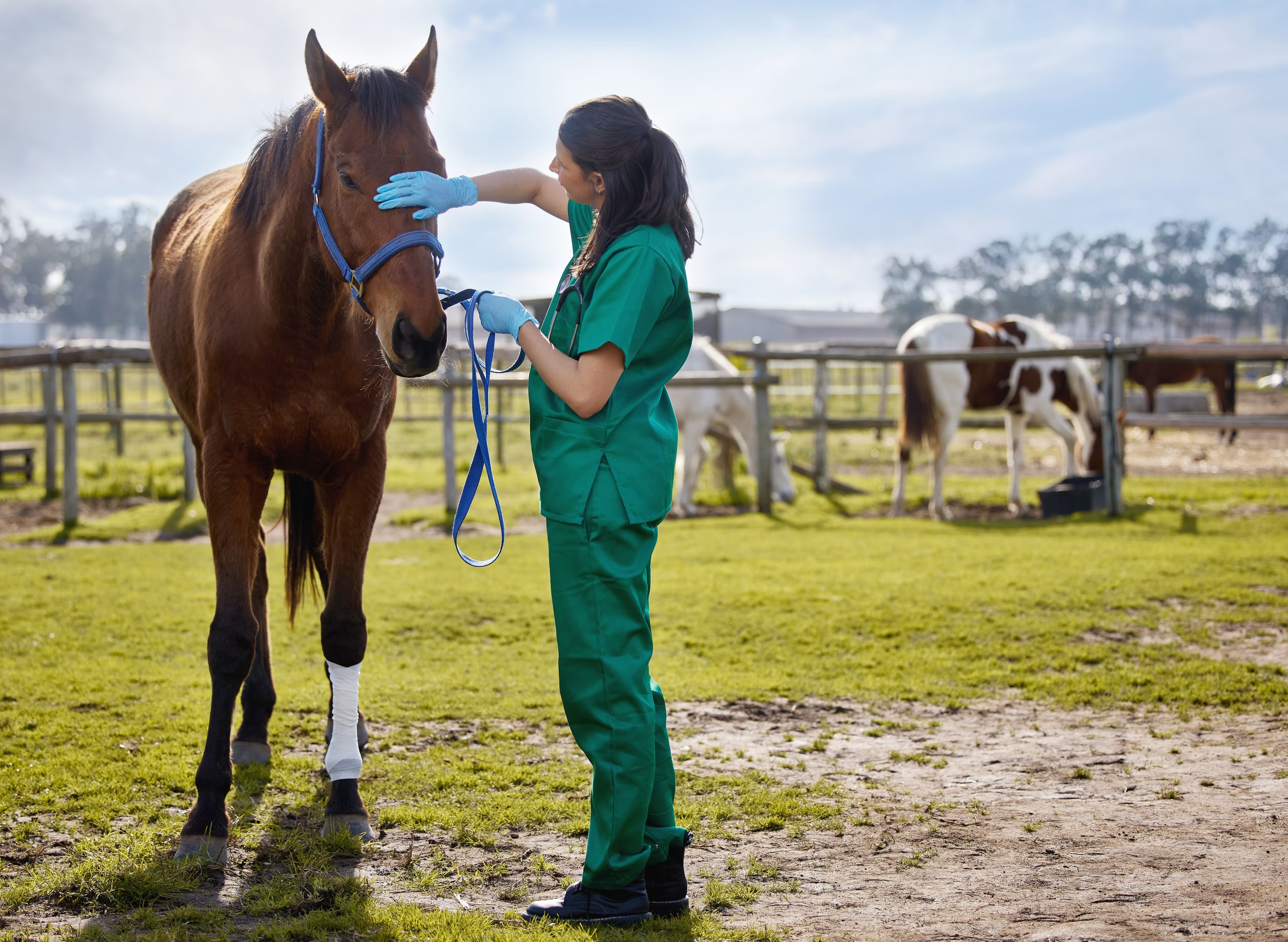 North Carolina State launches Equine Scholars Program