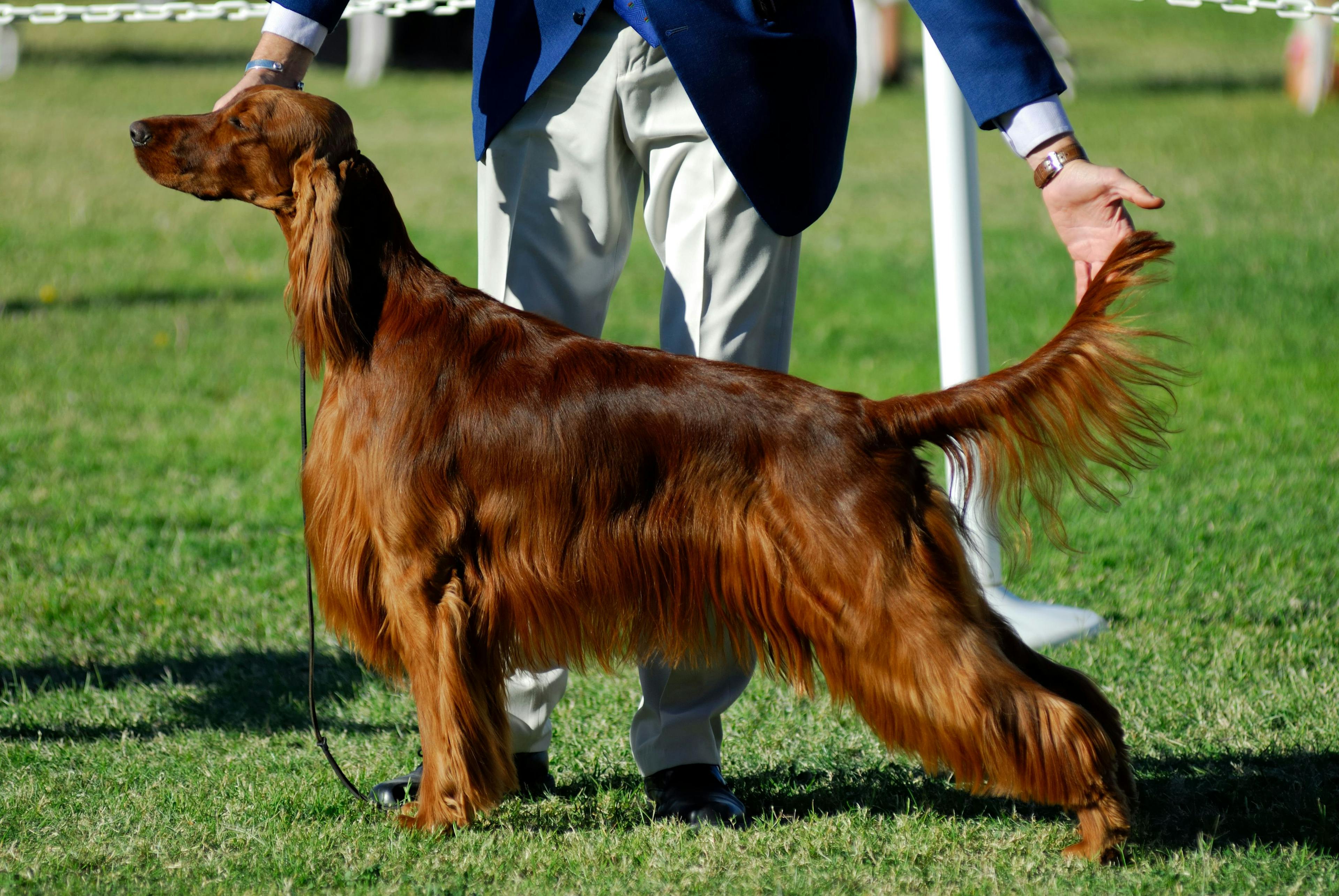 The top 10 things every practitioner needs to know about show dogs