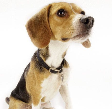 beagle-639748-1384409761855.jpg