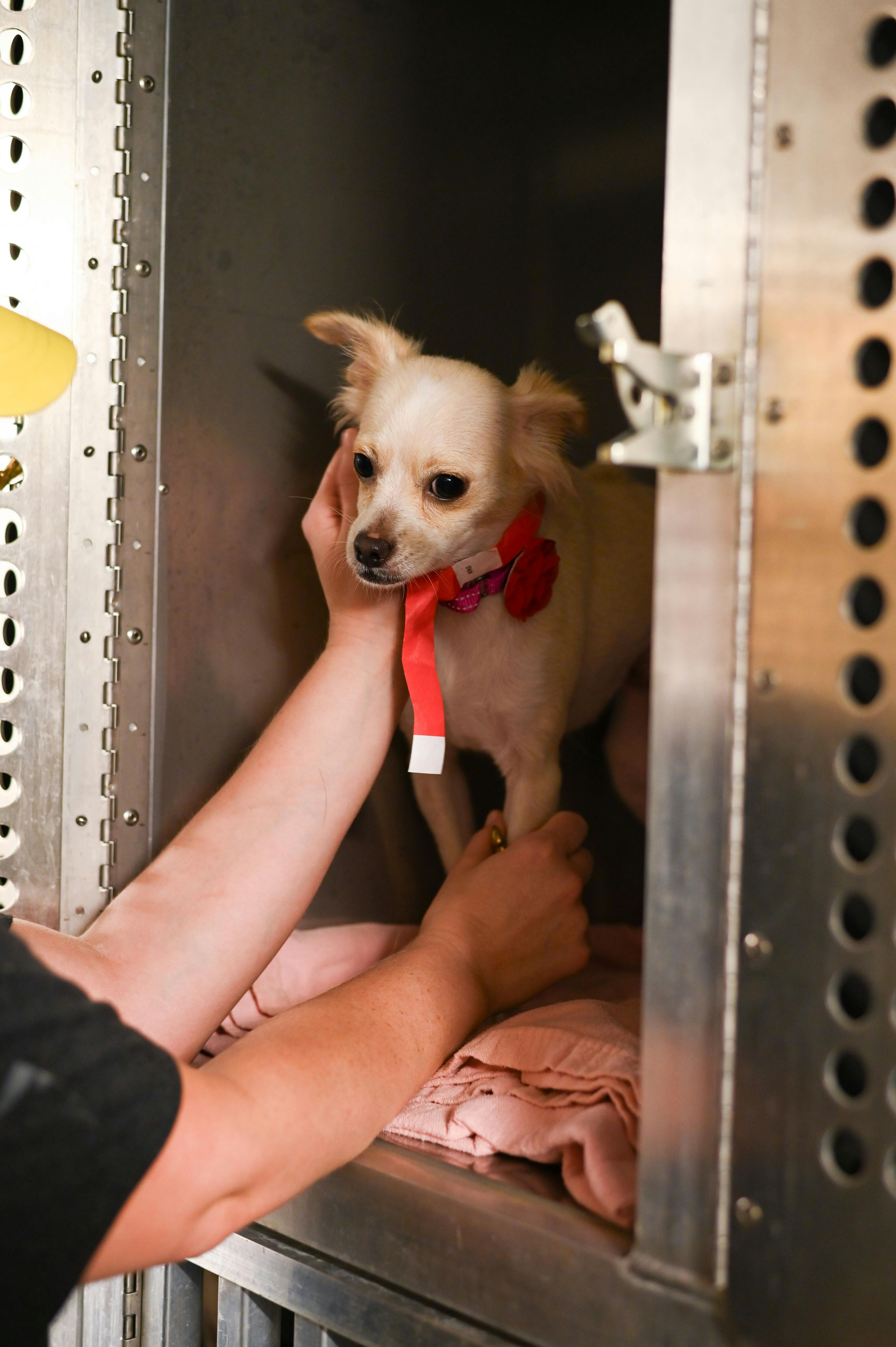 One of the rescue dogs getting ready for transportation.