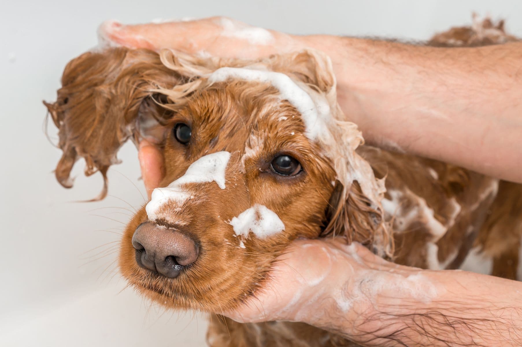 Dog in a bath