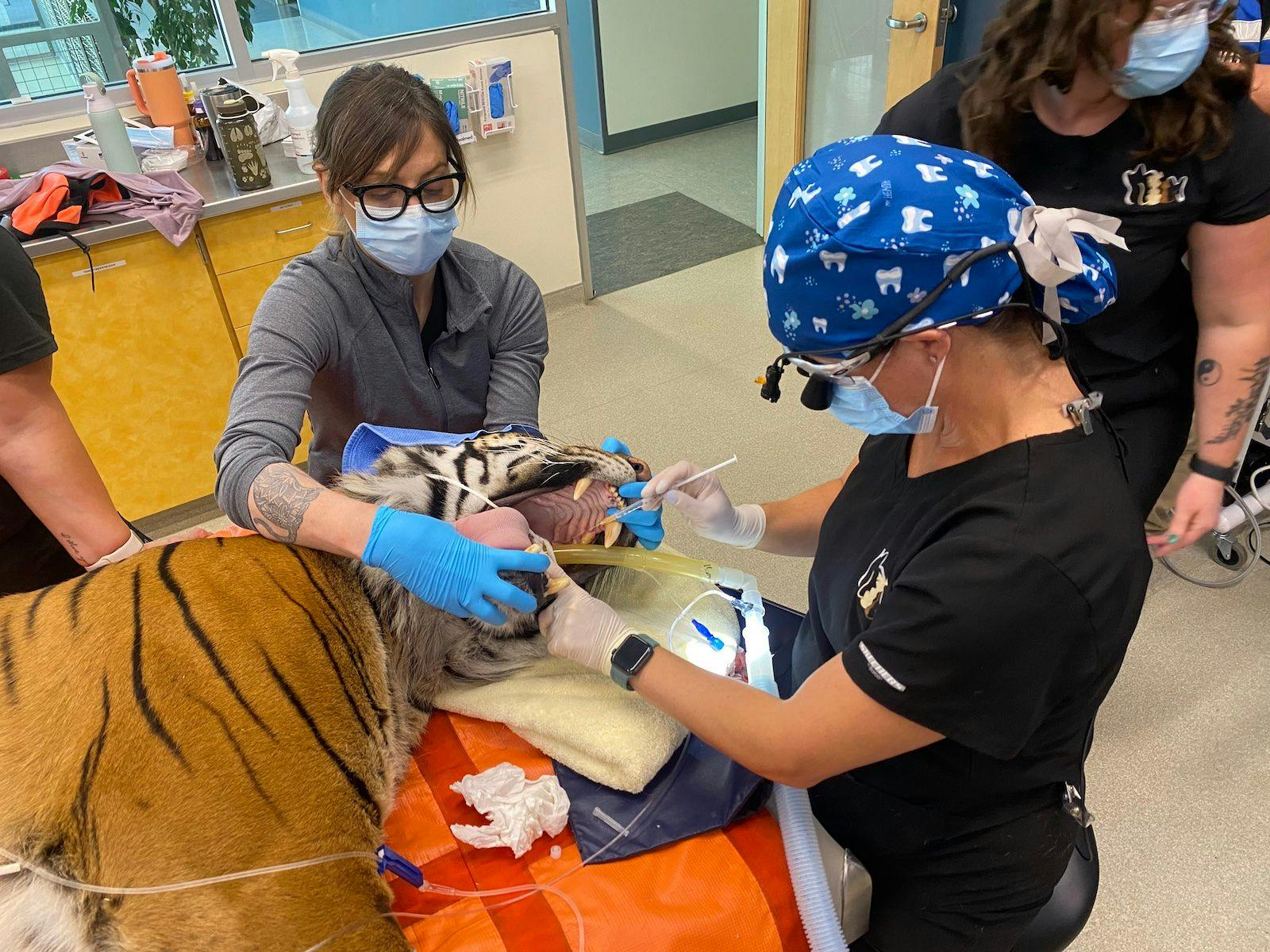 Tiger dental procedure