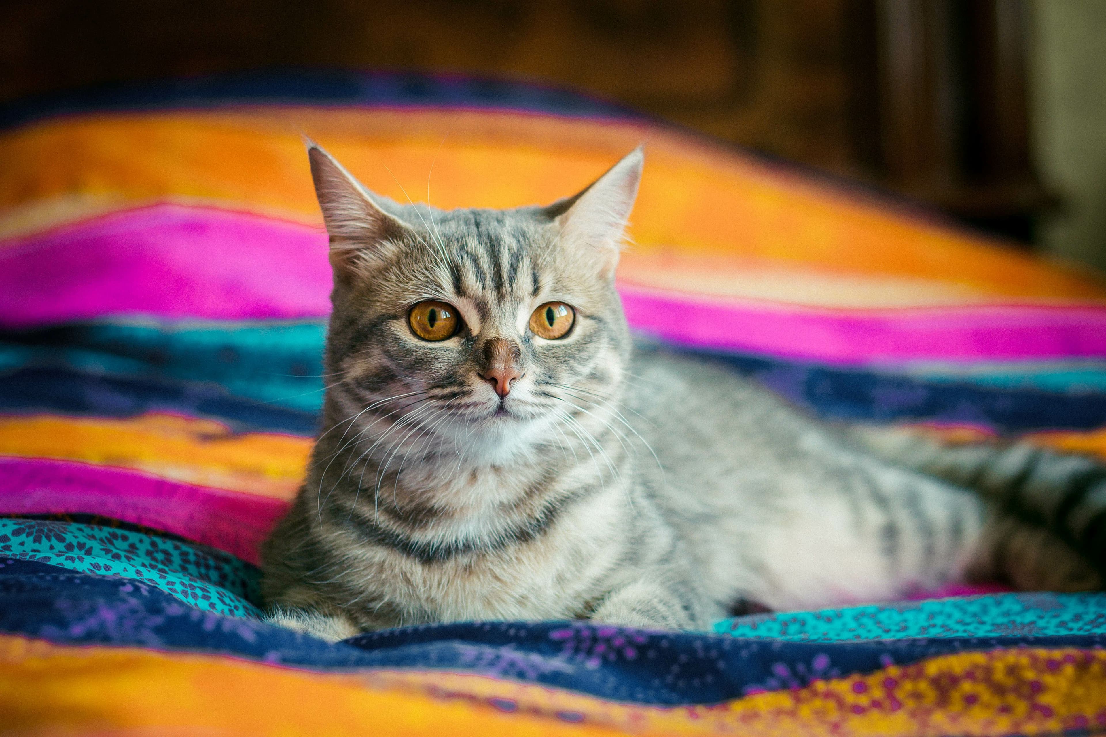 Treatment options for feline patients with diabetes