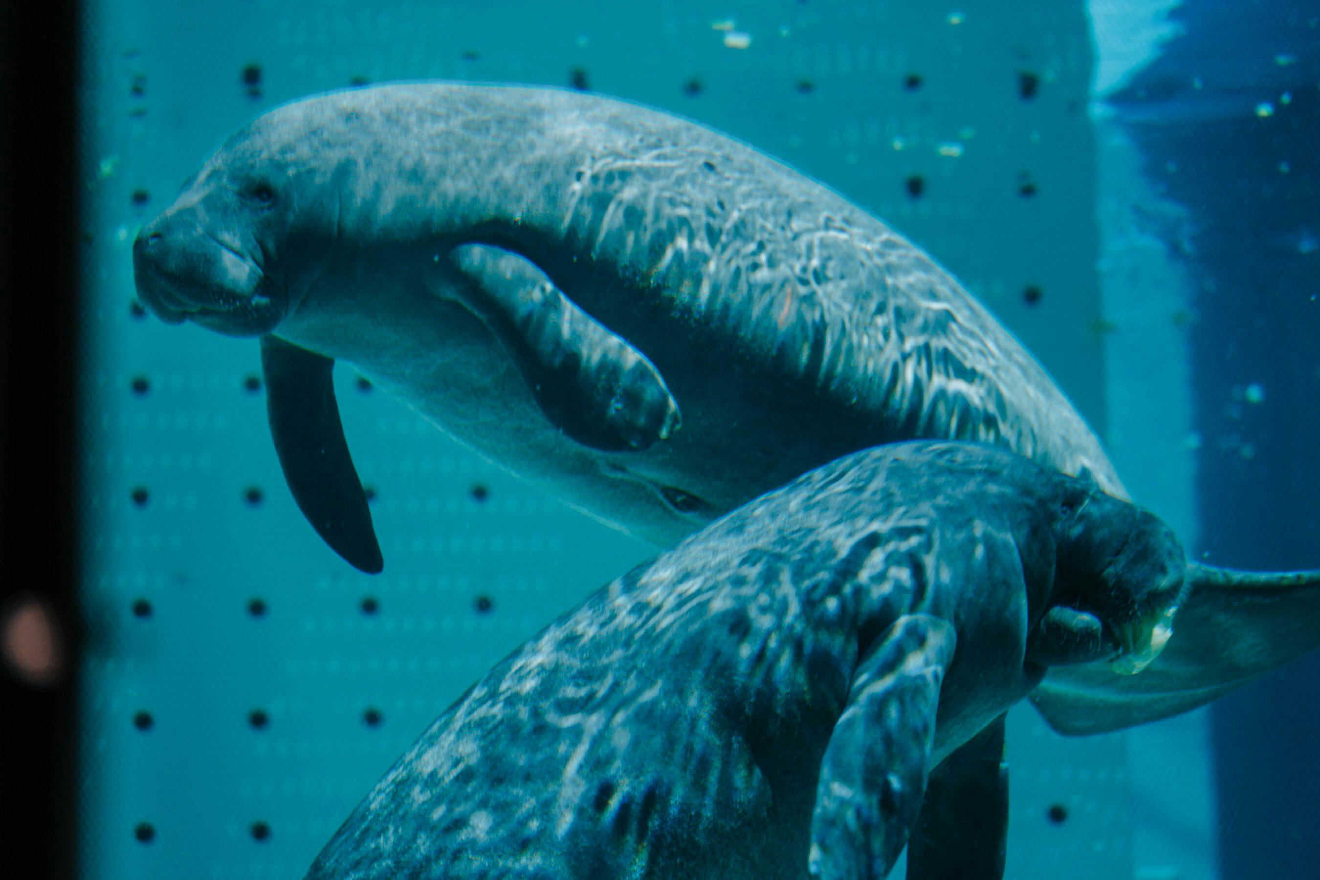 Yeti and Zamboni, the first 2 manatees in the new rehabilitation center (Image courtesy of Clearwater Marine Aquarium)