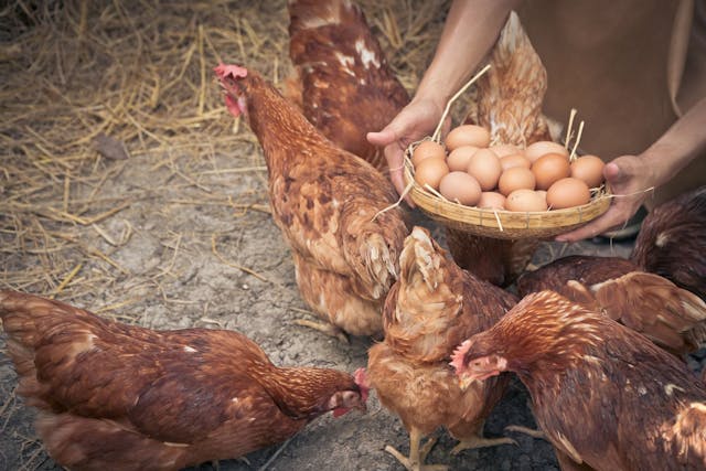 Egg-laying chickens