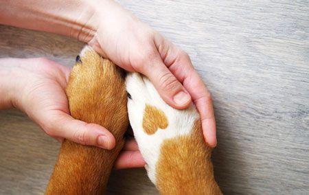 veterinary_dog_holding_hands_with_human_AdobeStock_137563078_450.jpg