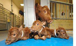 DVM_veterinarynews_cow_triplets_flash.s-int-588500-1384516803802.jpg