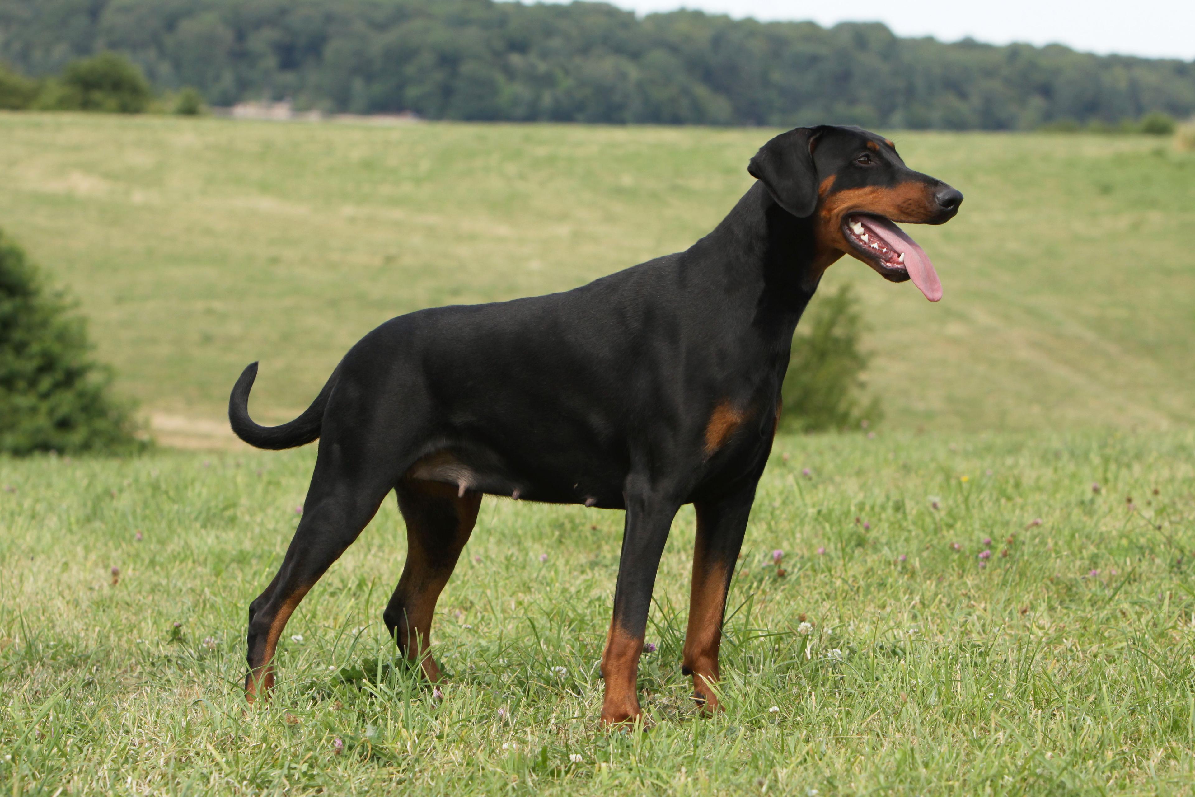 Paws and wobbles: What a dog’s gait can say about their nervous system