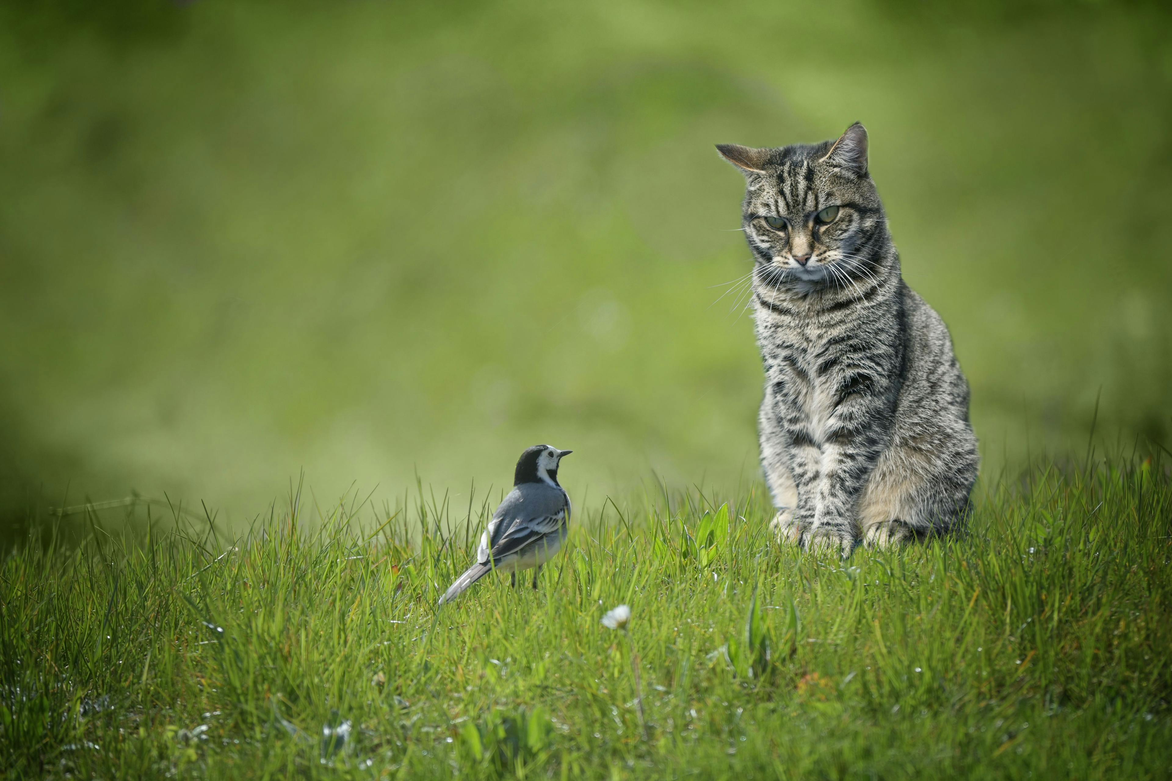 6 cats in Colorado are diagnosed with avian influenza