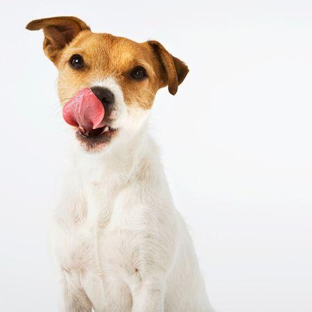 jack_russel_licking_sb10066858ac-450.jpg