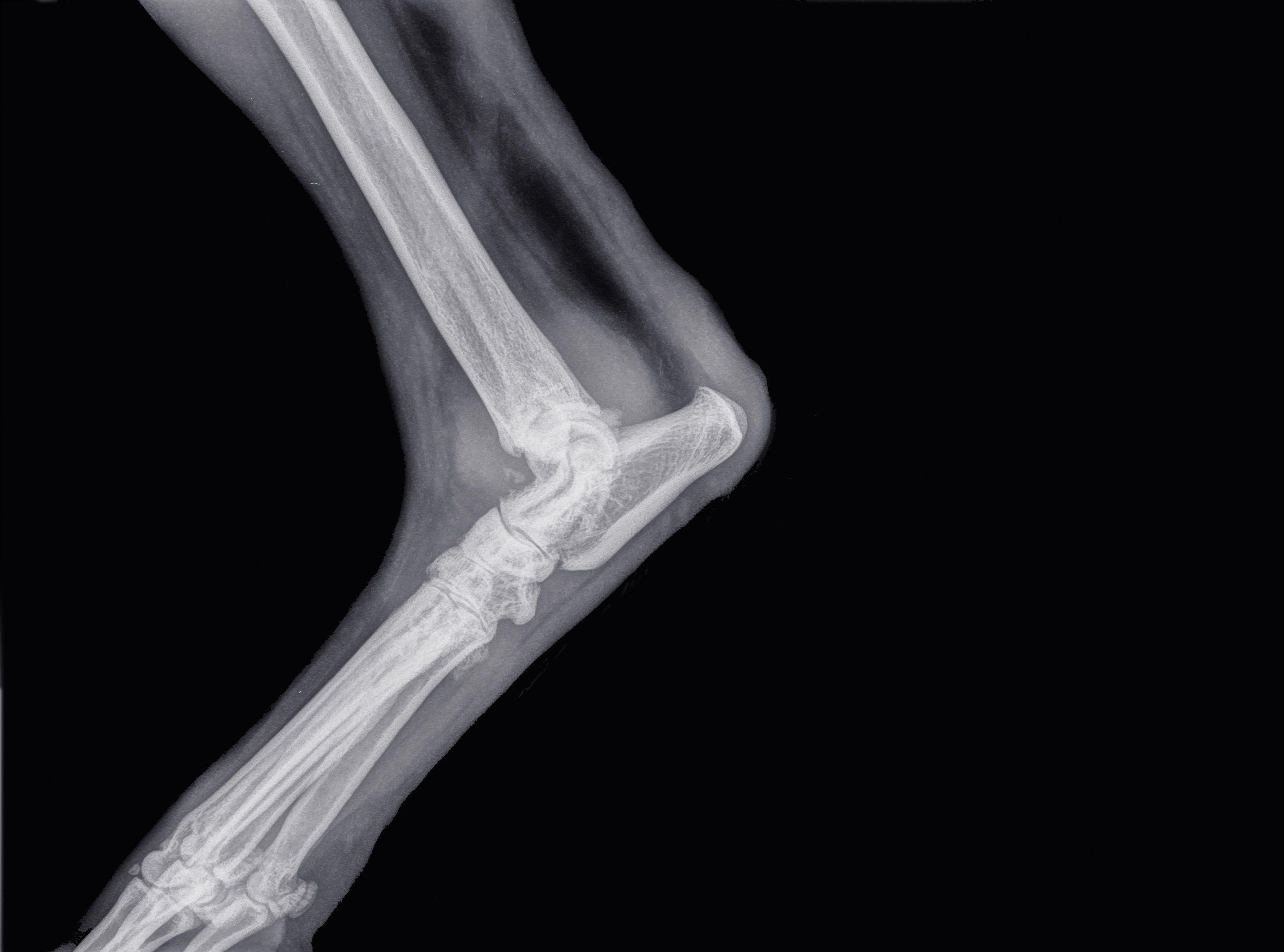 Two organizations partner to develop research on veterinary device for osteoarthitis