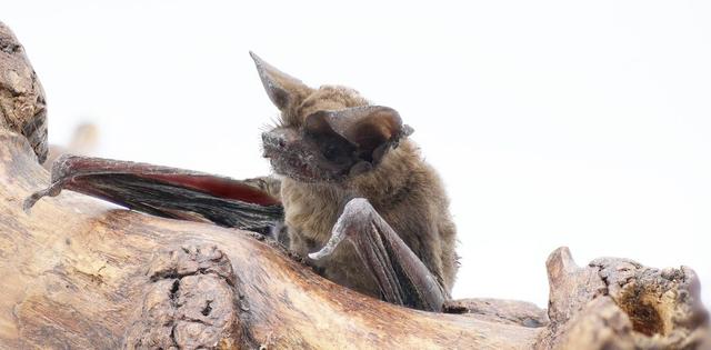 Study shows that Mexican free-tailed bats do not carry the parasite responsible for Chagas disease