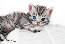 veterinary-Kitten-poses-on-a-book_220px_100692781.jpg