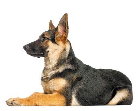 Veterinary_GermanShepherd_450.jpg