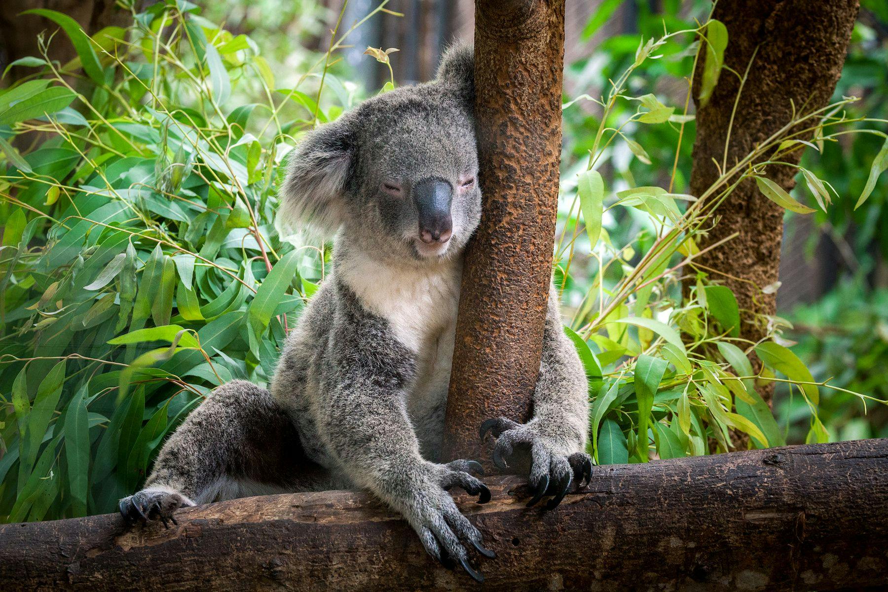 Koala in a tree