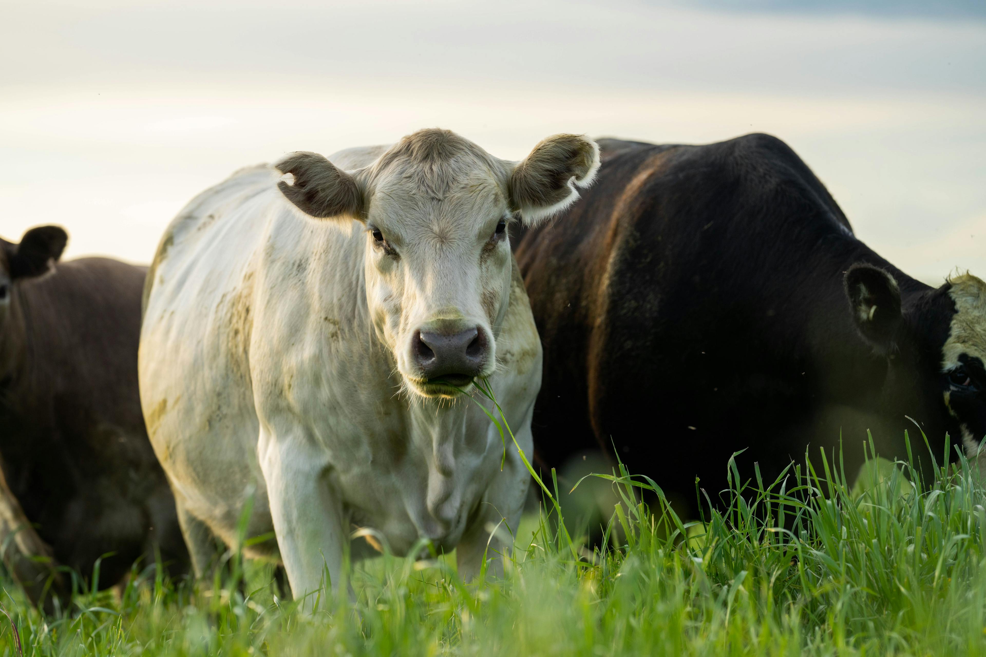 New research uncovers infection mechanism behind deadly disease in cattle 