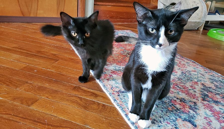 Soot (left) and Shepard (right). (Photo courtesy of University of Illinois College of Veterinary Medicine and Lauren Bryan)