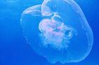 Jellies: Our Original Ancestor?