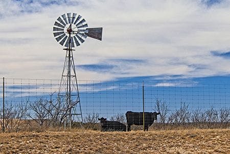 veterinary-west-texas-cattle-ranching-450px-shutterstock-1065738887.jpg