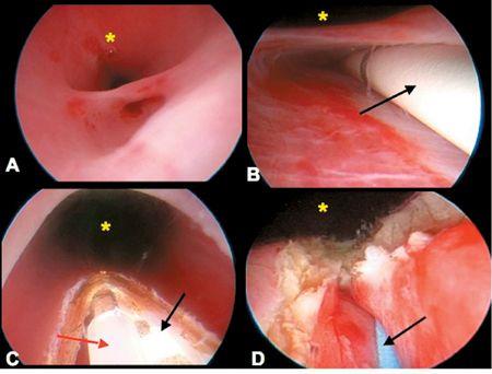 veterinary_radiology0511fig1-718118-1384192780870.jpg