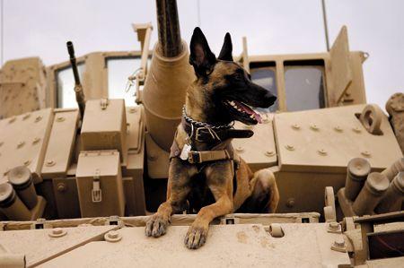 veterinary-dog-shepherd-military-tank-78387811_450-1.jpg