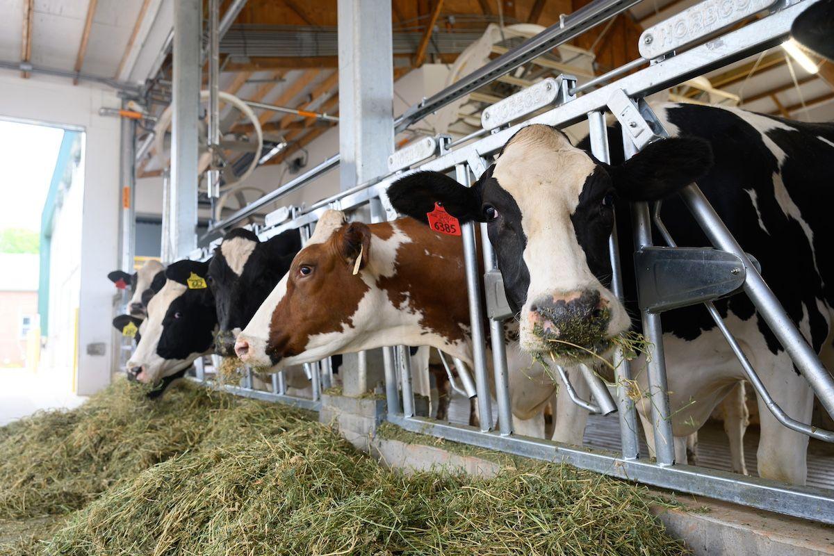 Cows in the new NC State CVM dairy barn