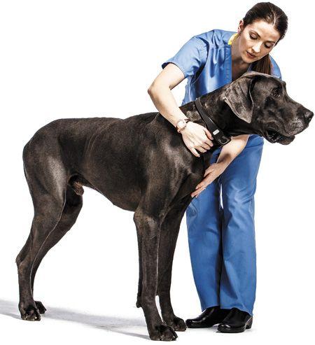 veterinary-HR-voyce-450px.jpg