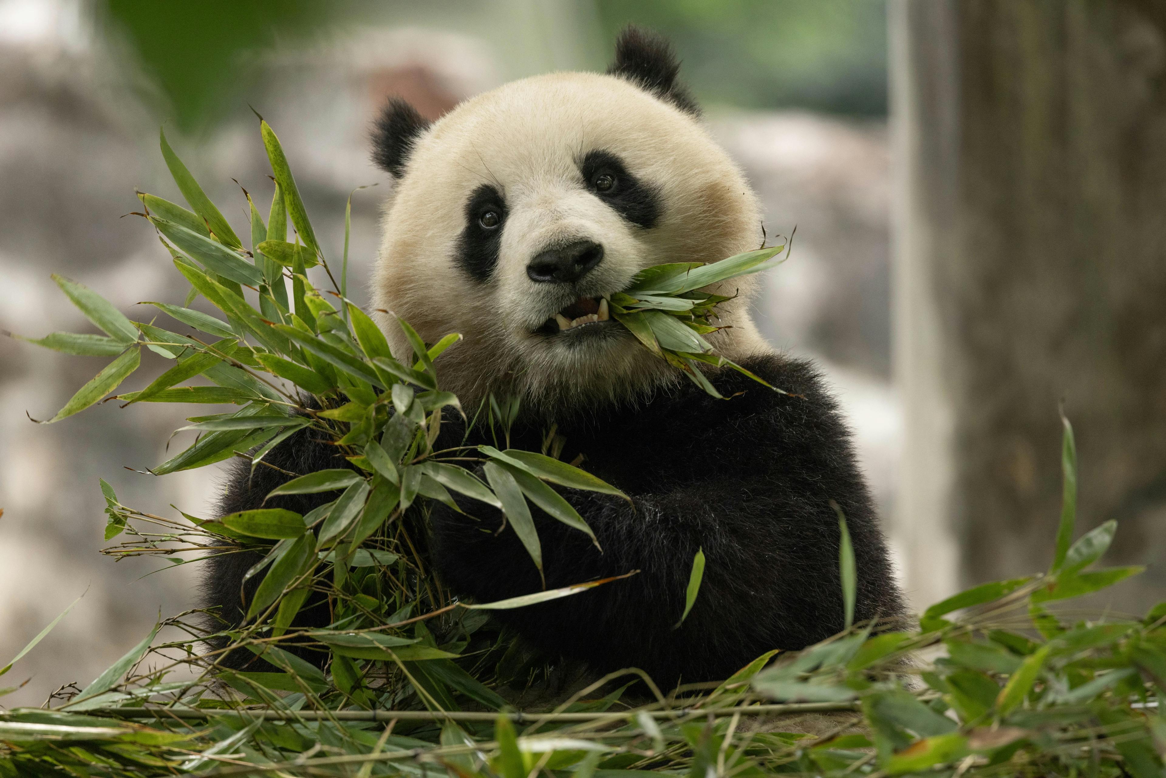 Qing Bao in her habitat at Dujiangyan Base in Sichuan, China. (Photo credit: Roshan Patel, Smithsonian’s National Zoo and Conservation Biology Institute)