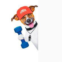 Veterinary-Fitness-dog-banner_220px_179045011.jpg