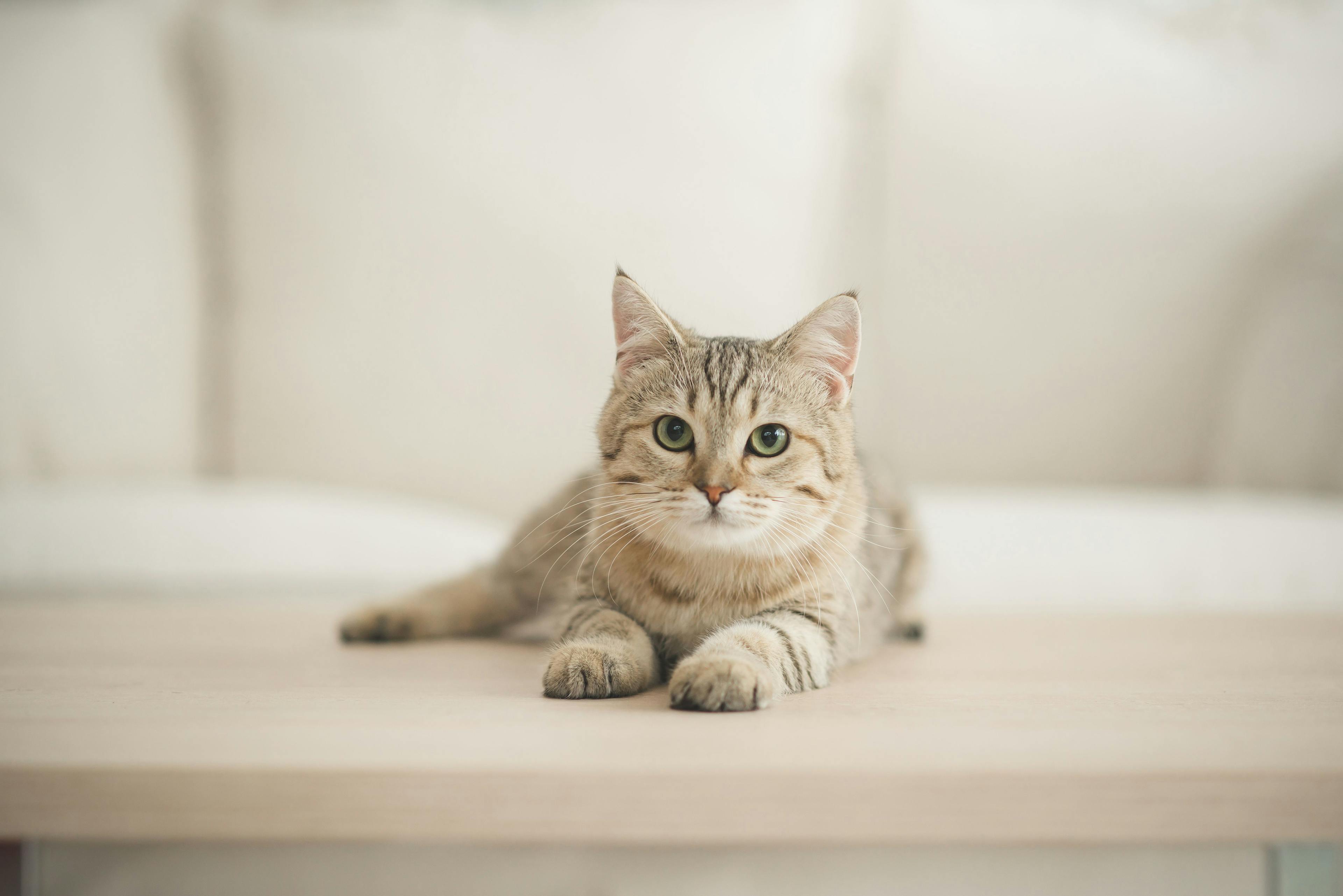 Effective feline infectious peritonitis treatment