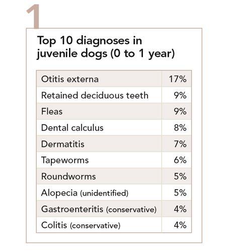 veterinary_diseases1-680889-1384221022921.jpg