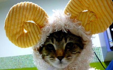 cat_costume.jpg