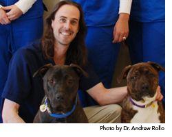 veterinary_telemedicine_wd-668660-1384318651341.jpg