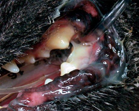 veterinary_stomatitis_1_460-653672-1384334589488.jpg