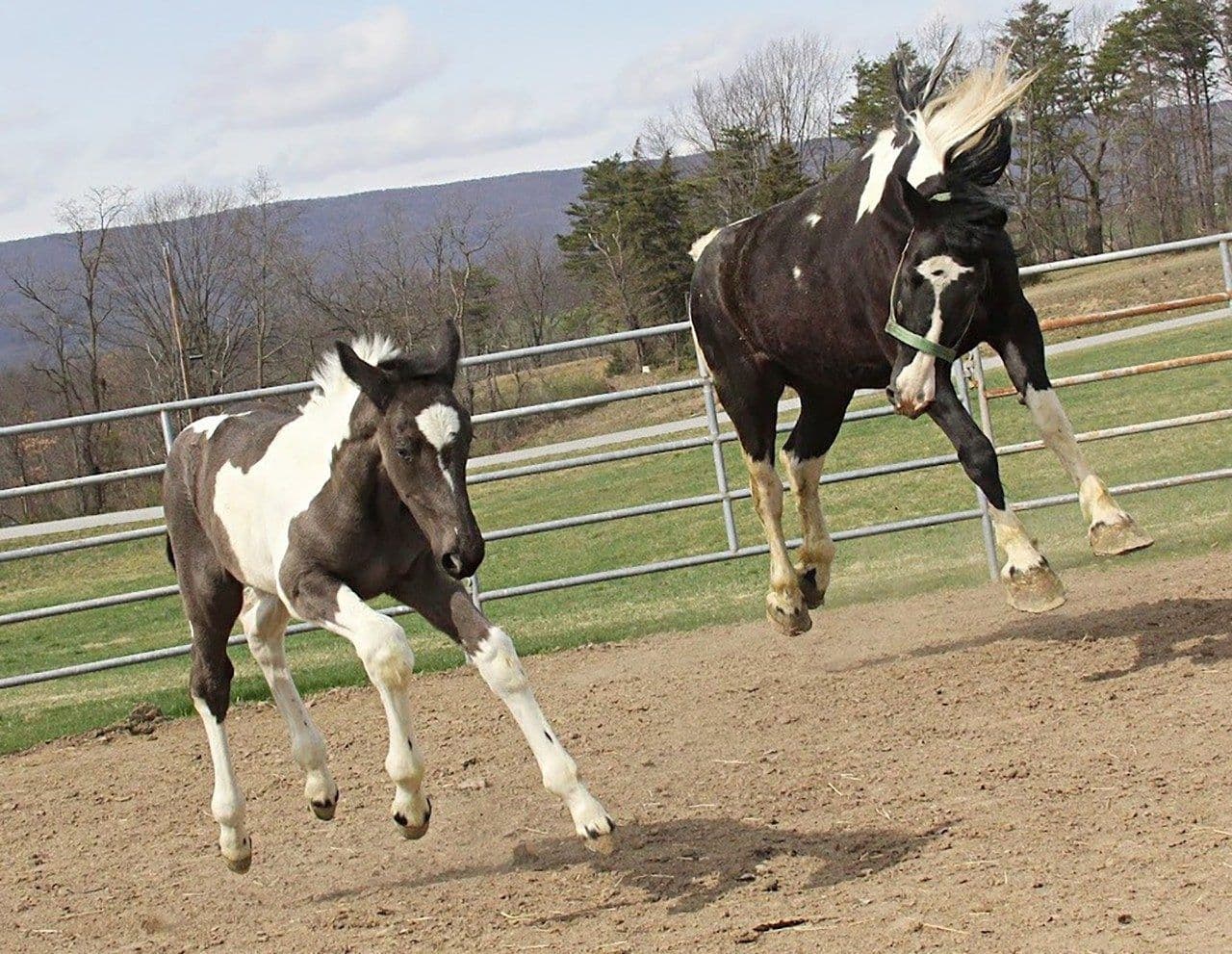 Jewel and her foal. (Photo courtesy of Meg Enslin and Virginia Tech)