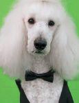 Veterinary-Poodle-Butler-139472387-847020-1404208871342.jpg