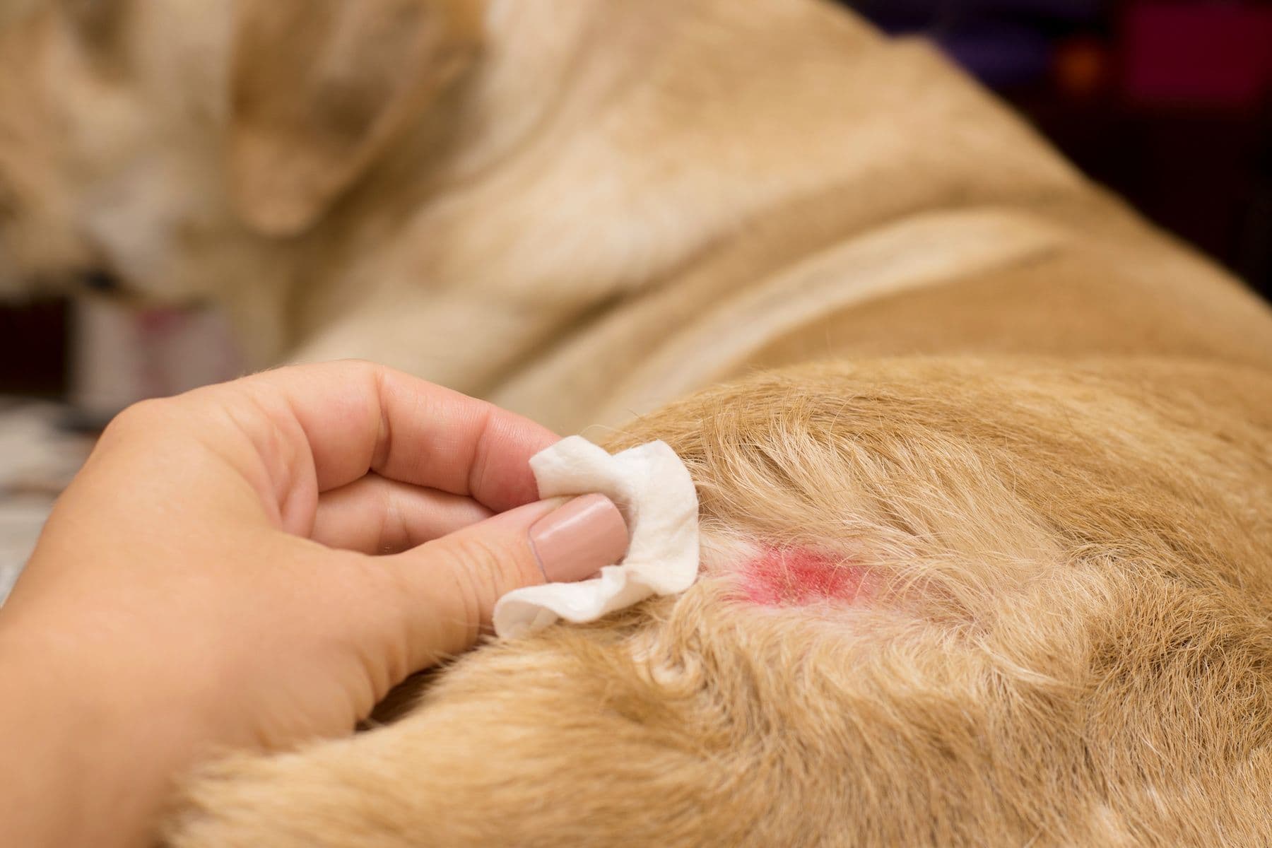 Diagnosing canine atopic dermatitis 