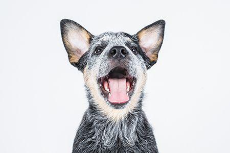 veterinary-australian-cattle-dog-shutterstock-548639143-450.jpg