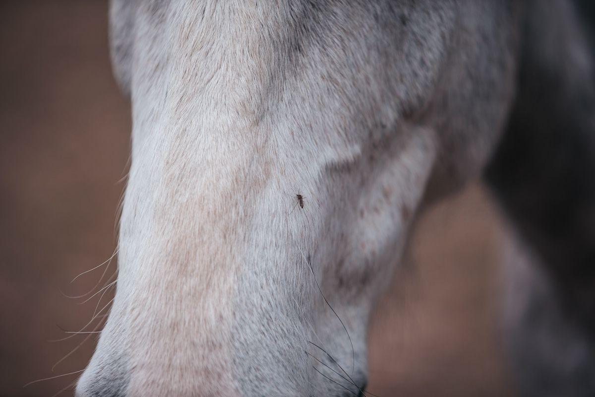 Equine mosquito-borne illnesses