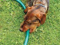 veterinary_dog_bite_hose_56400527_vm-779876-1384157923502.jpg