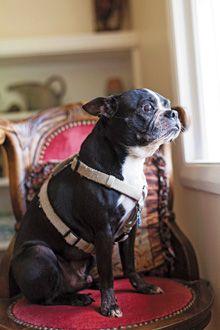 veterinary-A-Boston-Terrier-sits-in-a-chair-and-looks-out-a-large-window_220px_503863355.jpg