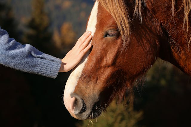 Equine head wounds and skull fractures