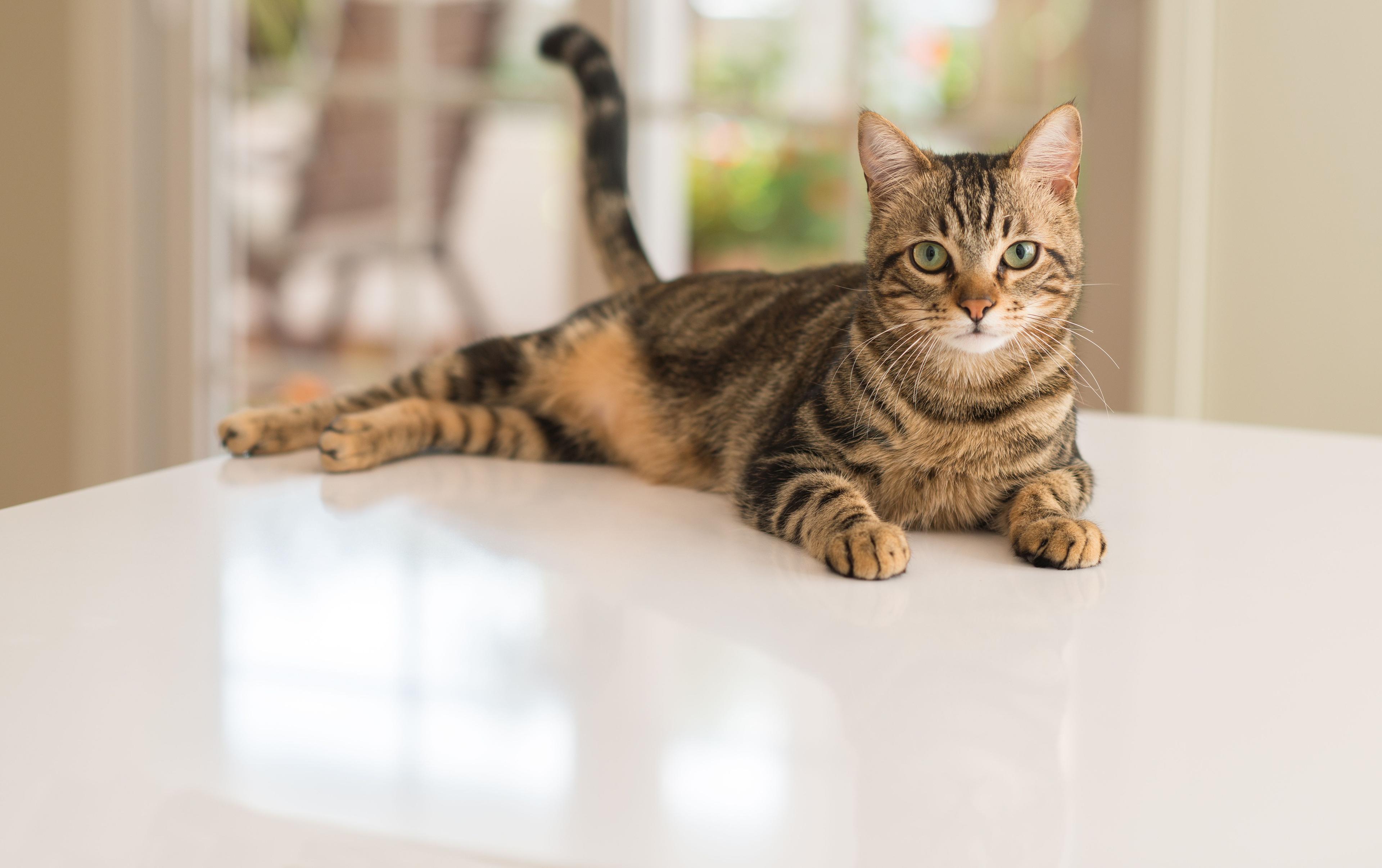 New study shows promise for chronic kidney disease therapies in cats