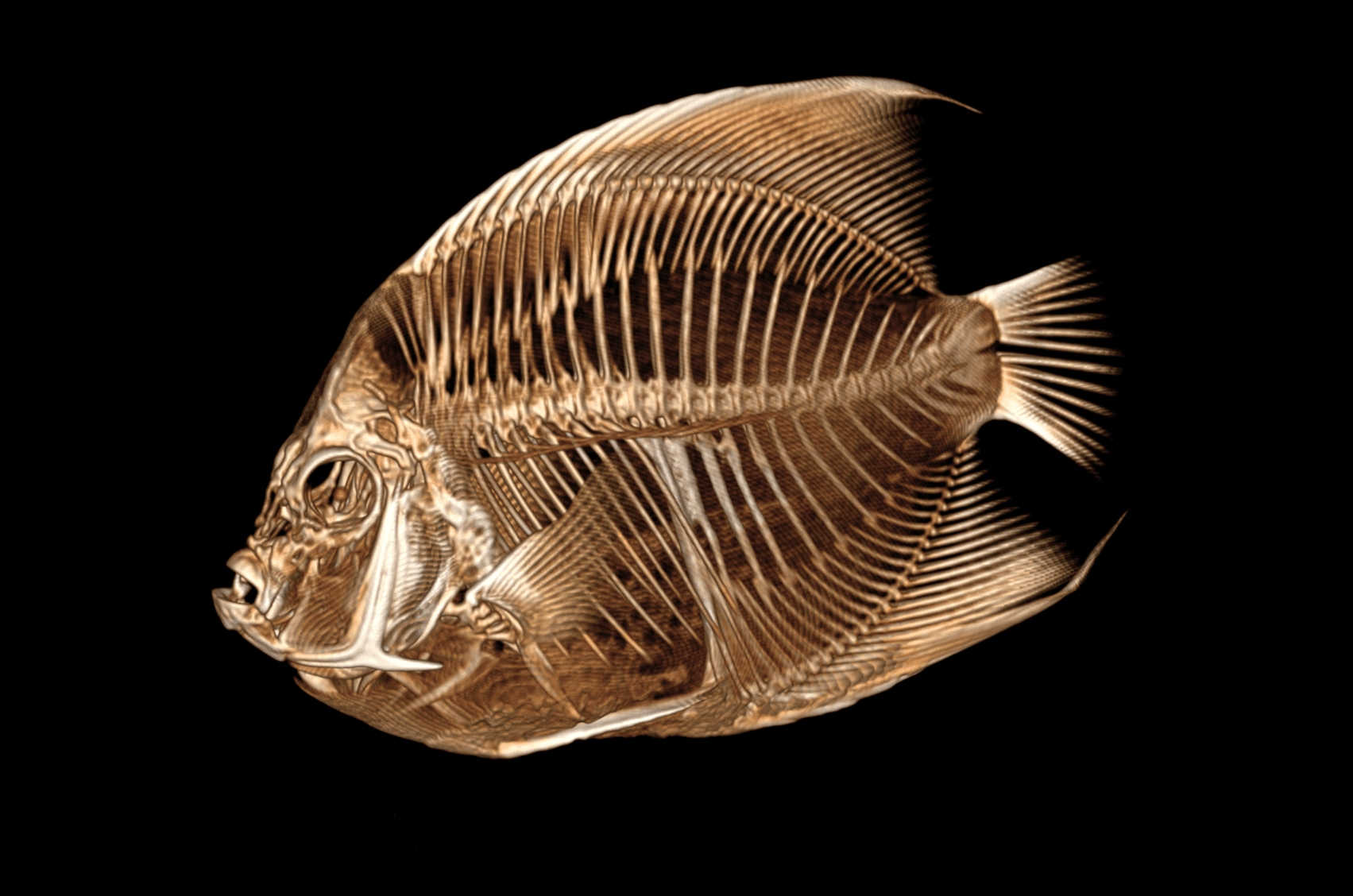 A CT scan of an angelfish from Denver Zoo Wildlife Alliance (Image courtesy of Denver Zoo Wildlife Alliance)